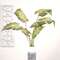 Perilla Leaf Speckled Bush, 24" QE15250;