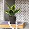 Potted Light Green Snake Plant T182501;