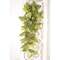 Pink Fittonia Leaves Hanging Bush, 30" T182507;