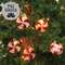 Peppermint Candy Light Strand, 10ct, 6ft 13727;