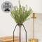 Baby Boxwood Bush, 16"H SA112579;