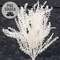 White Icy Wonderland Astilbe Bush, 14.5"H SW032530W;