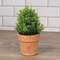 Potted Mini Boxwood - 6.5"H 18446;