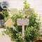 Gifting Plant Poke - 4 Asstd.
