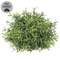 Dusty Rosemary Half Sphere - 6-1/2 In