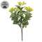 Yellow Jasmine Bush - 10 In