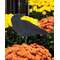 Wooden Crow Planter Stake Topper, 6.5"H